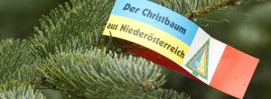 Christbaumverkauf täglich ab 11. Dez.